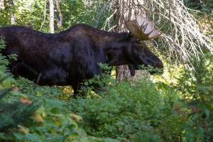 Elch in Jackson Hole auf dem Weg zum Inspiration Point