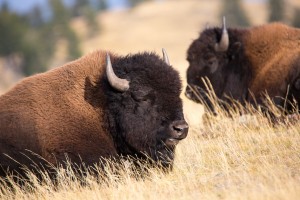Bisons im Yellowstone