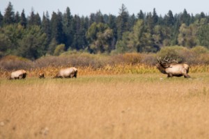 Elks im Grand Teton