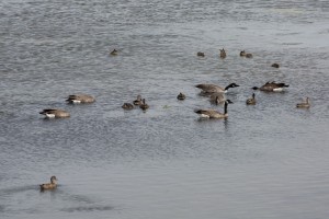 Enten im Yellowstone