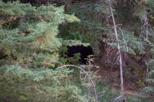 Finde den Schwarzbär ;-)